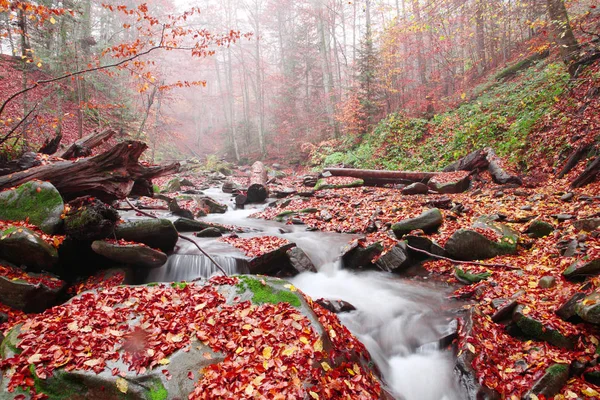Ein Bach Einem Schönen Herbstlichen Buchenwald — Stockfoto