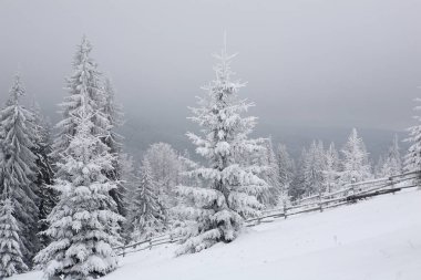 Ladin, siste kalın bir kar ve buz tabakası ile kaplı. Kış, Doğu Karpatlar.