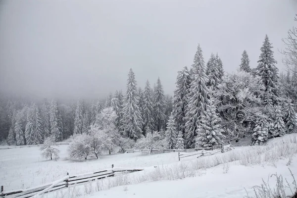 Świerk Pokryte Grubą Warstwą Śniegu Mrozu Mgle Zima Karpaty Wschodnie — Zdjęcie stockowe