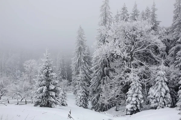 Fichten Bedeckt Mit Einer Dicken Schneeschicht Und Frost Nebel Winter — Stockfoto