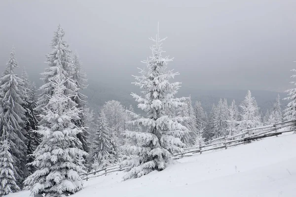 Spar Bedekt Met Een Dikke Laag Sneeuw Vorst Mist Winter — Stockfoto