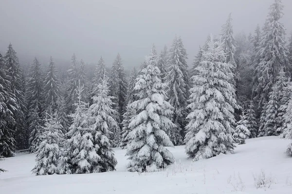 Spar Bedekt Met Een Dikke Laag Sneeuw Vorst Mist Winter — Stockfoto