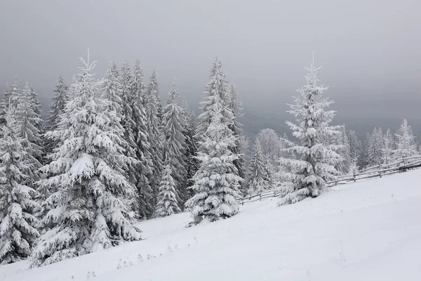 Spar Bedekt Met Een Dikke Laag Sneeuw Vorst Mist Winter — Stockfoto