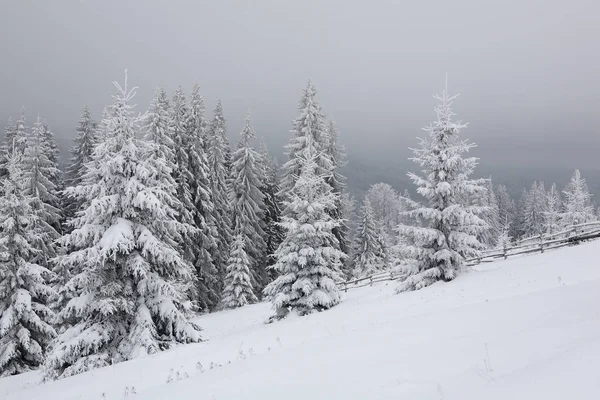 Épinette Recouverte Une Épaisse Couche Neige Givre Dans Brume Hiver — Photo