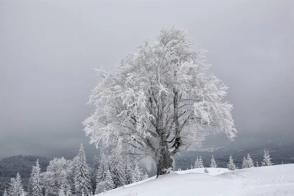 Faia Coberta Geada Inverno Cárpatos Orientais — Fotografia de Stock