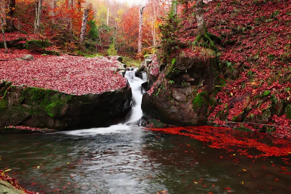 Ein Bach Einem Schönen Herbstlichen Buchenwald — Stockfoto