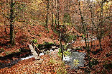 Sonbahar kayın ormanı dağlarda akışında