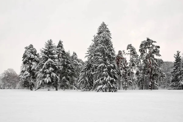 Abete Coperto Neve Nel Parco Alessandria — Foto Stock