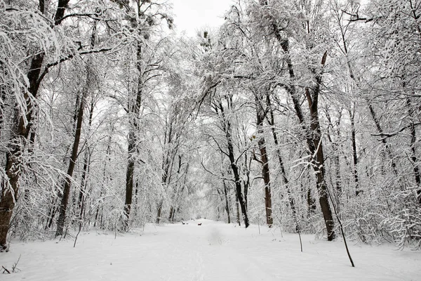 Árvores Cobertas Neve Parque Alexandria — Fotografia de Stock