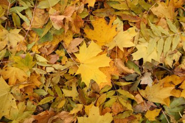 Sonbahar yapraklarının dokusu