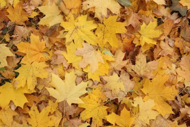 Sonbahar yapraklarının dokusu