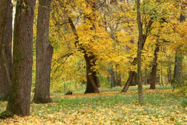 Parkta altın sonbahar