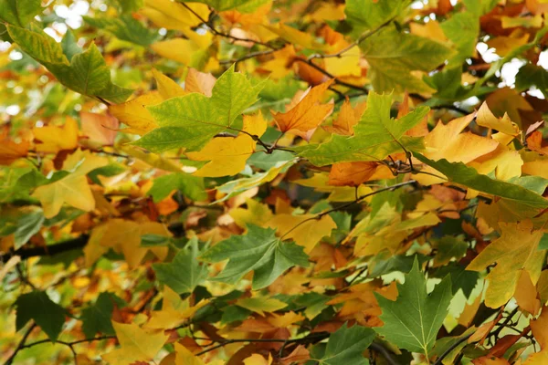 Sycamore leaves in autumn