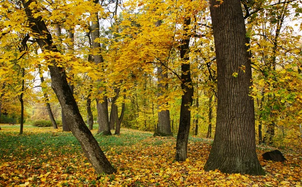Parkta altın sonbahar — Stok fotoğraf