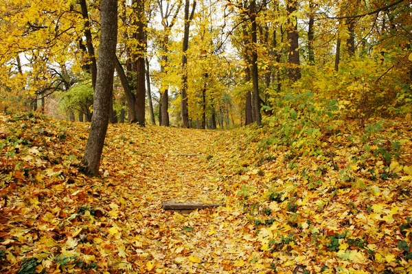 Parkta altın sonbahar — Stok fotoğraf