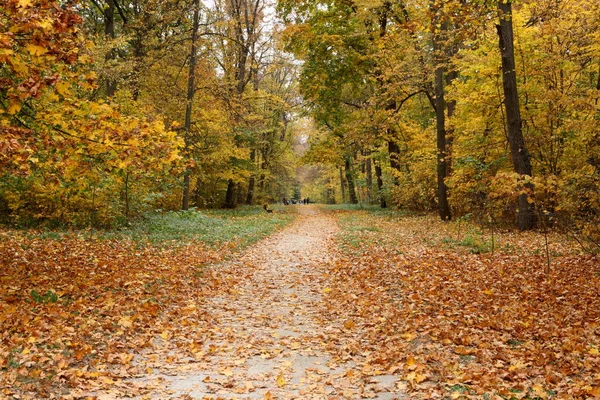 Parkta altın sonbahar — Stok fotoğraf