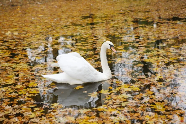 Az őszi tó hattyú — Stock Fotó