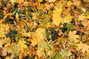 Sonbahar yapraklarının dokusu