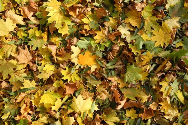 Textura de folhas de outono — Fotografia de Stock