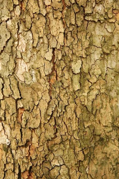 Sycamore bark. Texture.