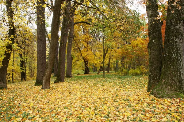 Parkta altın sonbahar — Stok fotoğraf