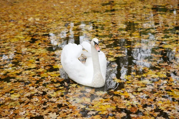 Cygne sur le lac d'automne — Photo