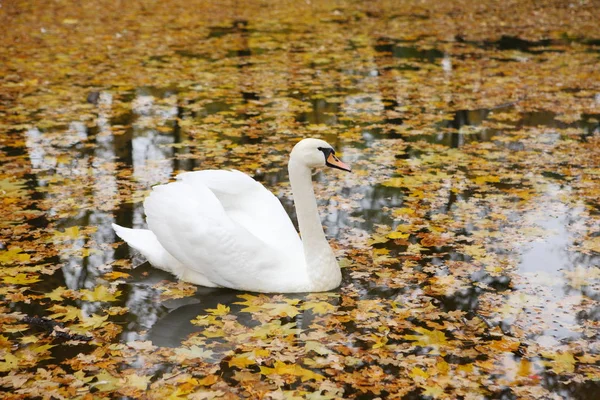 Лебедь на осеннем озере — стоковое фото