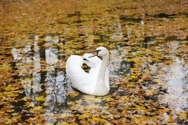 Schwan auf dem Herbstsee — Stockfoto