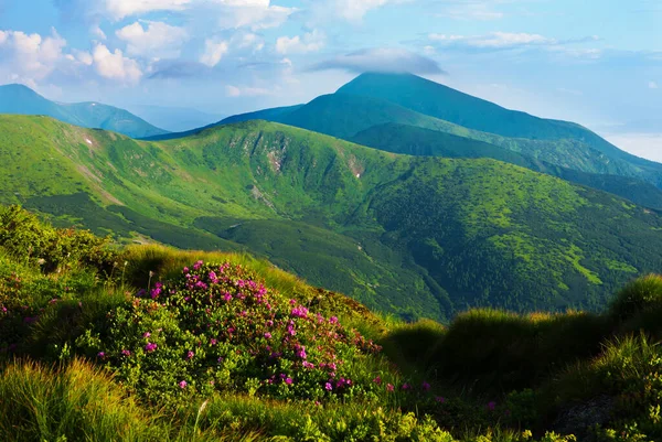 Vista Maravilhosa Das Montanhas Com Rododendro Florido — Fotografia de Stock