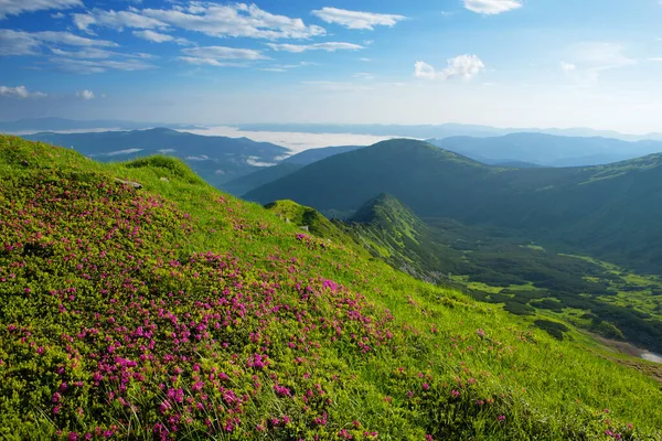 Vista Maravilhosa Das Montanhas Com Rododendro Florido — Fotografia de Stock