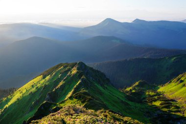 Doğu Karpatlar 'da Rododendron çiçek açıyor..