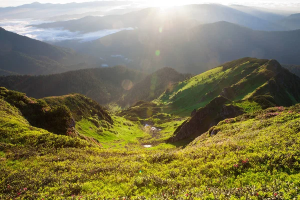 Fioritura Del Rododendro Nei Carpazi Orientali — Foto Stock