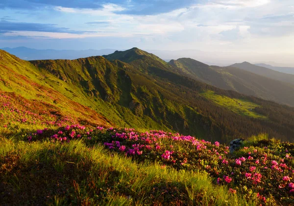 Floración Rhododendron Los Cárpatos Orientales —  Fotos de Stock