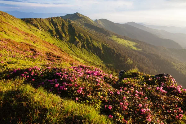 Floración Rhododendron Los Cárpatos Orientales — Foto de Stock