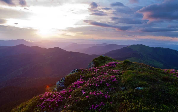 Doğu Karpatlar Rododendron Çiçek Açıyor — Stok fotoğraf