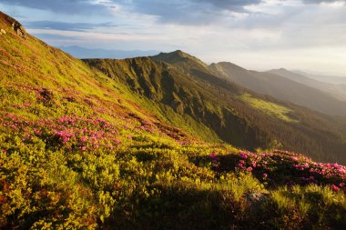 Doğu Karpatlar 'da Rododendron çiçek açıyor..