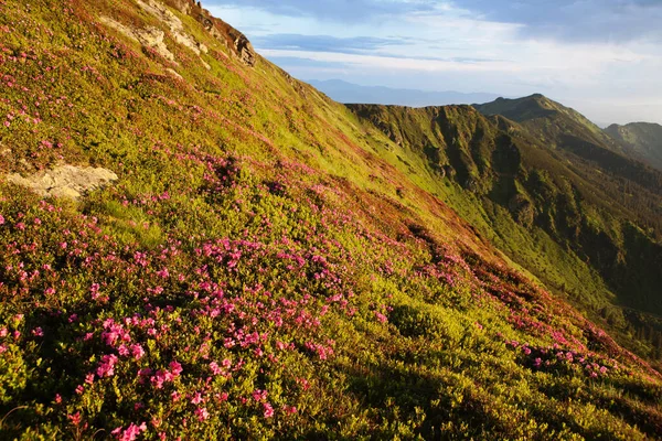 Fioritura Del Rododendro Nei Carpazi Orientali — Foto Stock