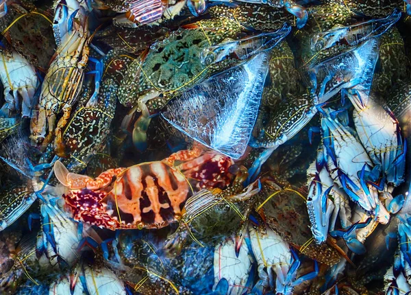 Vietnam 'da taze deniz ürünleri