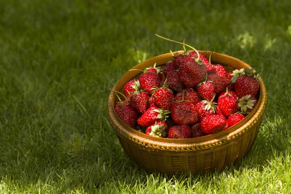 Fresas Jardín Una Canasta Mimbre Hierba Verde Jardín Bajo Sol — Foto de Stock