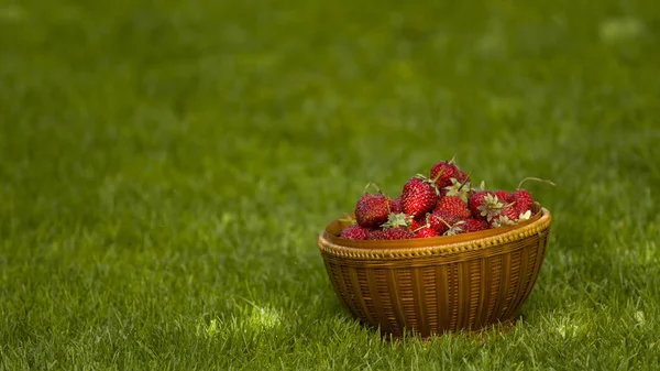 Fresas Jardín Una Canasta Mimbre Hierba Verde Jardín Bajo Sol — Foto de Stock