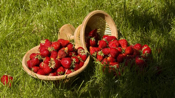 Fresas Jardín Una Canasta Mimbre Hierba Verde Jardín Bajo Sol — Foto de Stock