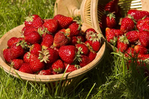 Garden Strawberries Wicker Basket Green Grass Garden Summer Sun — Stock Photo, Image