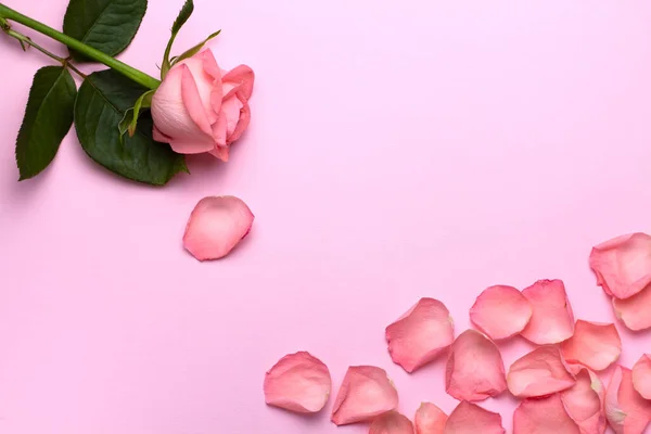 Pembe arka planda gül ve gül yapraklarının fotoğraf çerçevesi, yakın plan. Düğün tasarımı, selamlar, davetiyeler, duvar kağıtları.