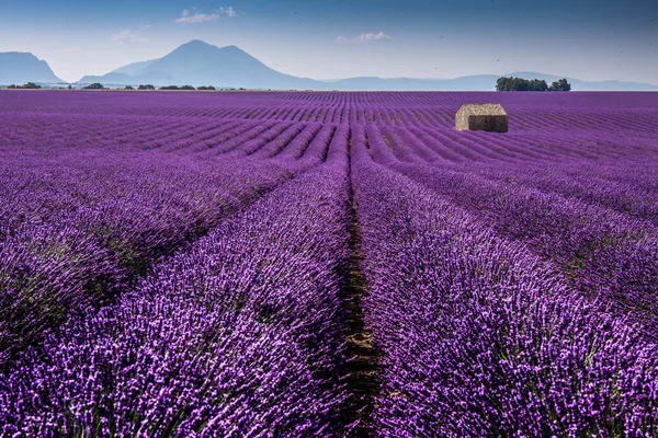 valensole alanında lavanta