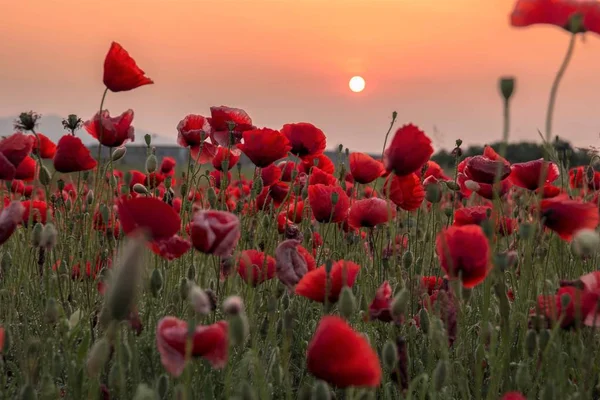 Şafak vakti Brianza 'da kırmızı haşhaş tarlası
