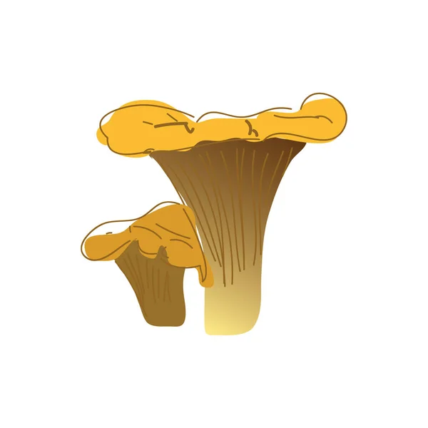 鸡油菌蘑菇 蔬菜健康食品 在白色背景查出的蘑菇 — 图库矢量图片
