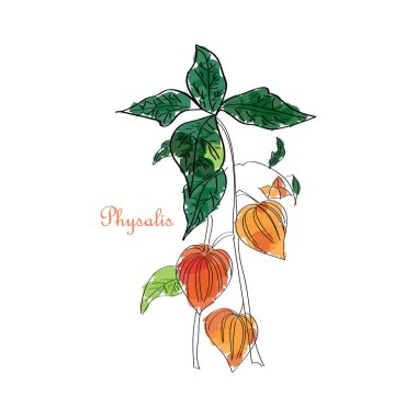 Physalis çizilmiş olgun çilek grup yaprakları simgesi ile ver. Stil doğal organik vitamin gıda kroki. 