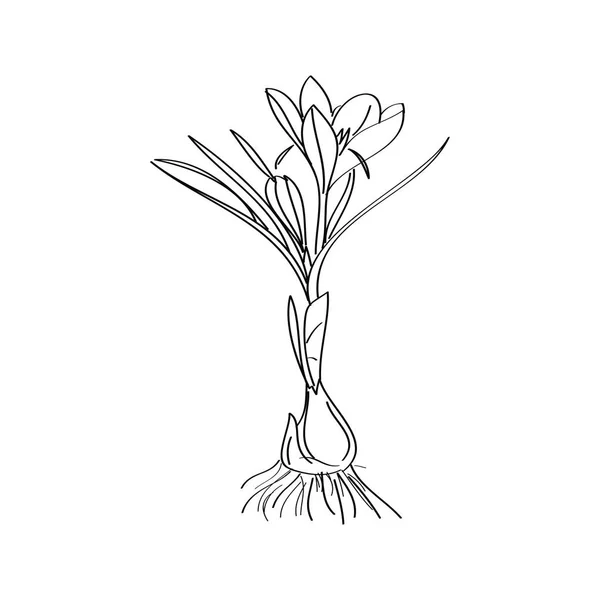 Saffran Crocus Blomma Eller Botanica Crocus Vektor Svart Och Vitt — Stock vektor