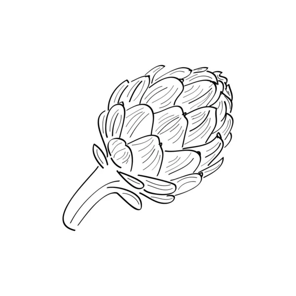 在背景上与文本隔离的洋芋矢量草图图标 手绘洋芋 适用于信息图 网站或应用程序 — 图库矢量图片