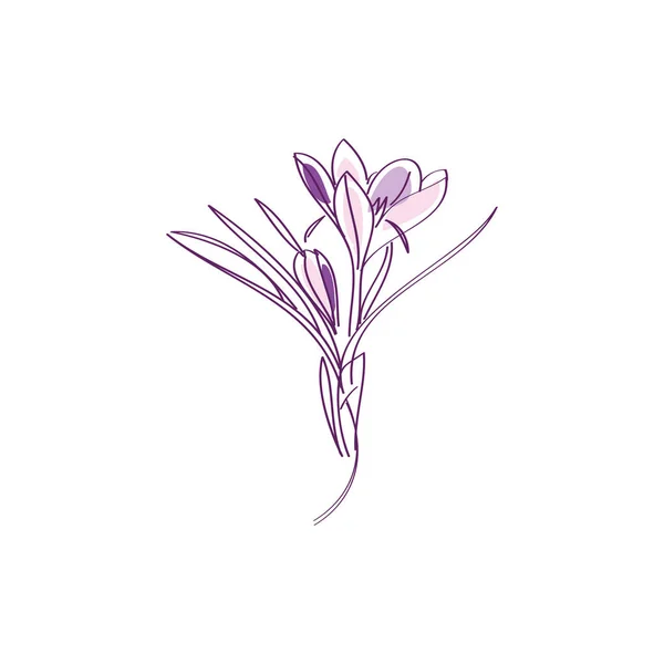 红花番红花或植物番红花病媒紫丁香 可用于卡片 邀请函 平面设计 — 图库矢量图片